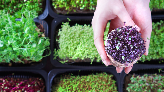 Three Ways to Get Your Produce into Retail & Distribution