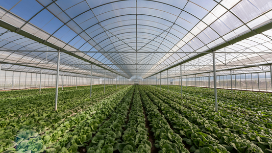 Scaling Sustainably for Major Growth: Key Takeaways from Indoor Ag-Con