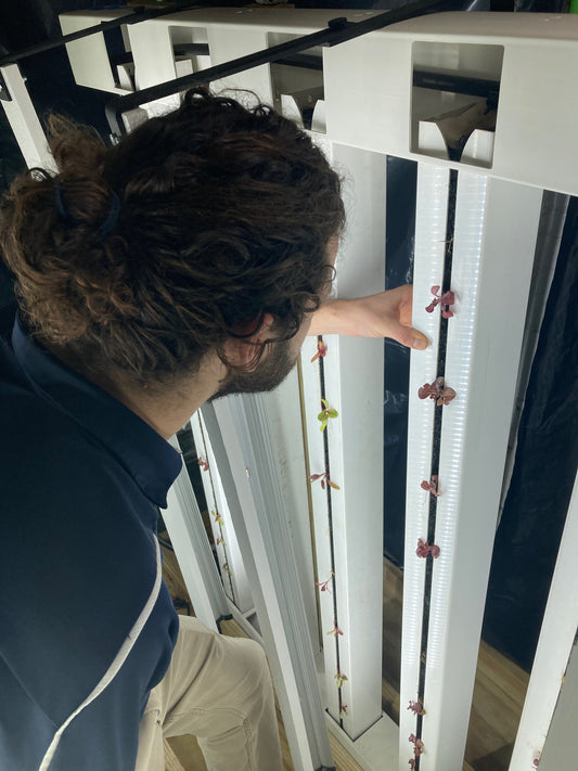 Grow Plugs – Challenges for Indoor Growers