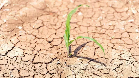 Navigating the Future: Water and Energy Challenges for Conventional Farms