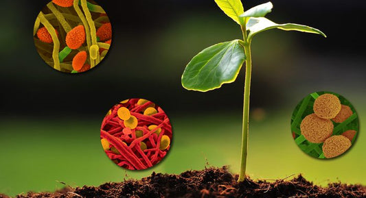 Biotimulants and soil health