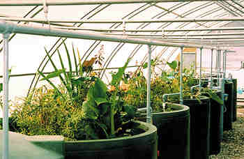 Environmental Remediation Using Hydroponics