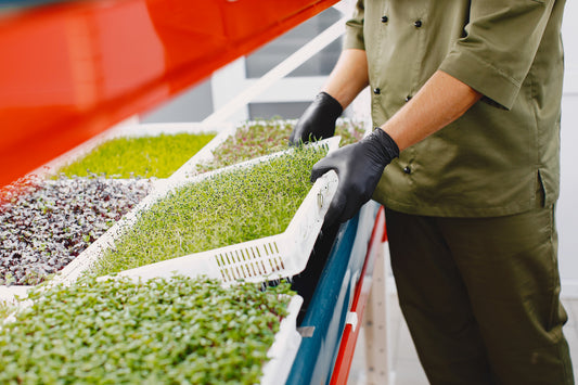ReNu Terra Sprout Sheets - Ensuring Food Safety