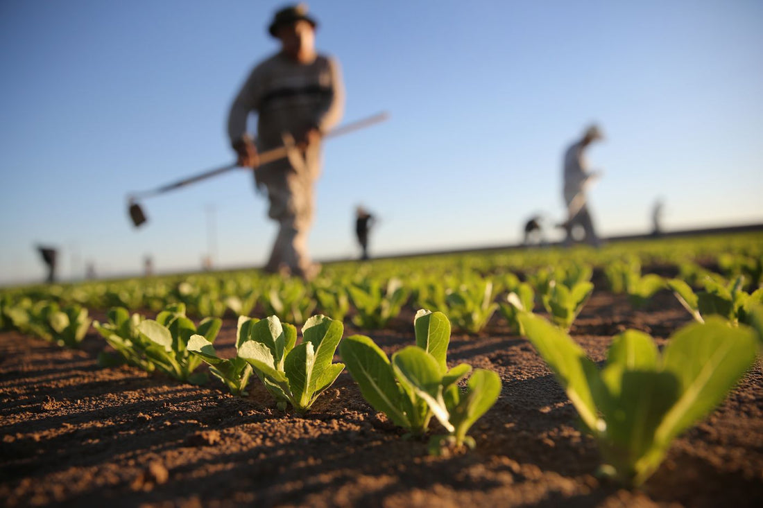 Soil-based Farms Incorporate Indoor Farming Into Their Production Systems - The Supporting Data Explains Why