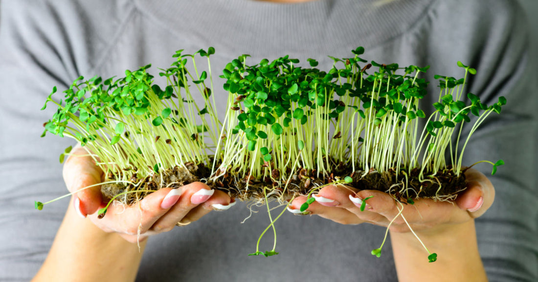 Microgreen Grow Mats – Factors Indoor Growers Consider