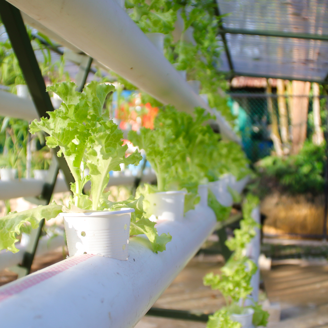 Your Guide to Starting a Hydroponic Farm – Re-Nuble