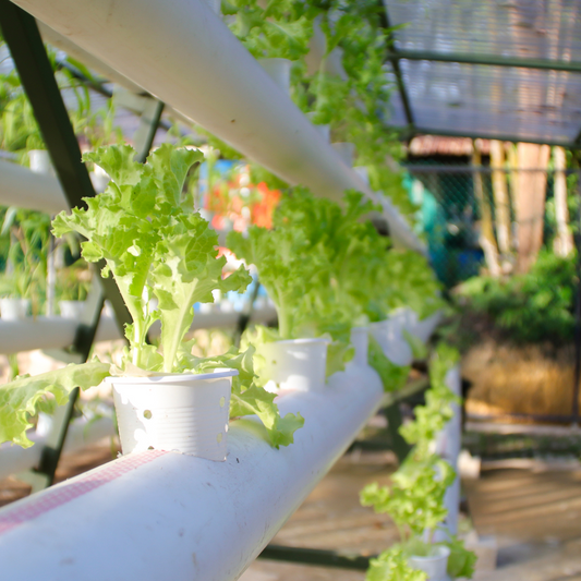 Your Guide to Starting a Hydroponic Farm