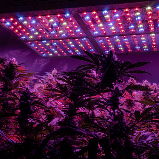 House Tax Bill Boosts Indoor Farming & Specialty Crop Production