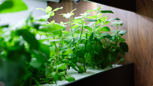 Hydroponic Growth Issues: Why Your Plants Have No Roots and How to Fix It