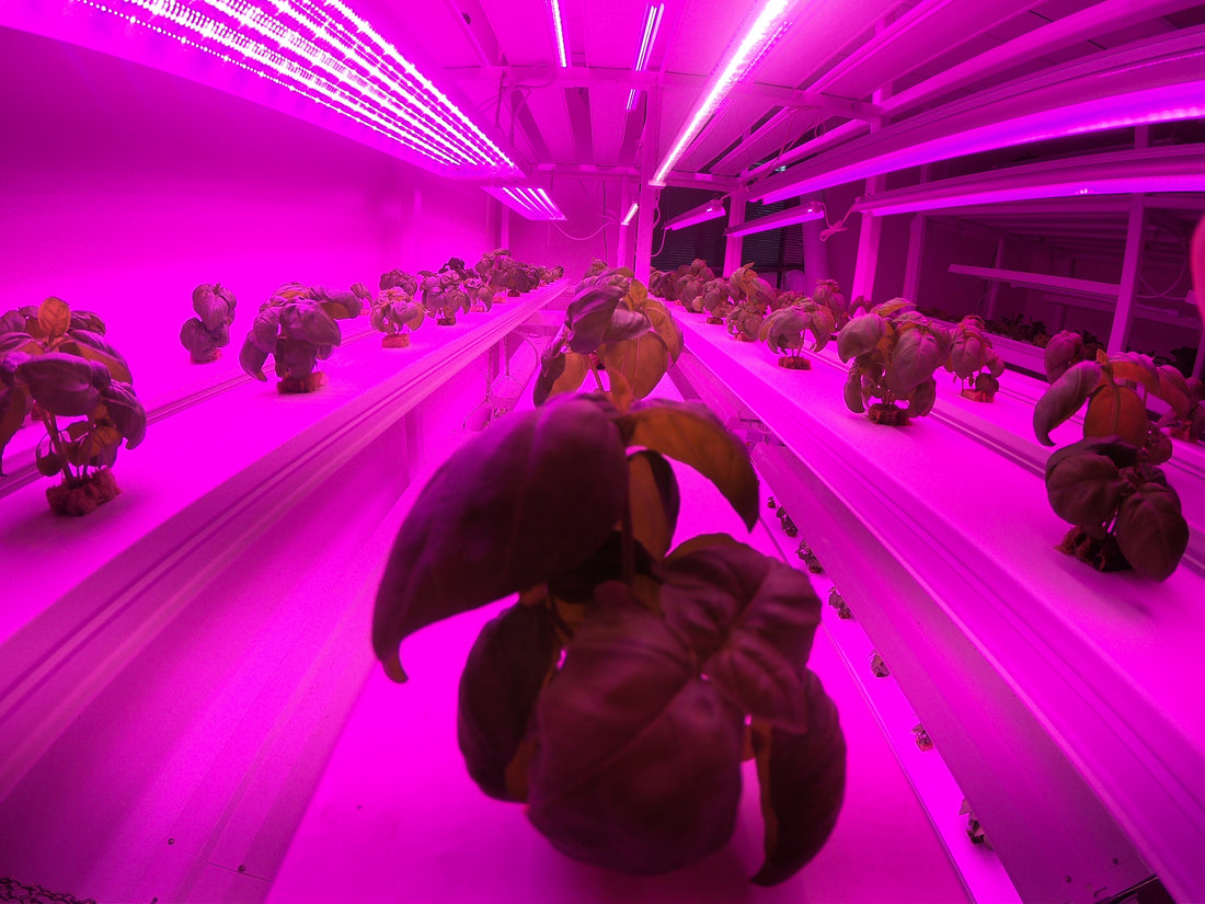 Debunking Myths: Organic Hydroponics Lacks Nutrient Density