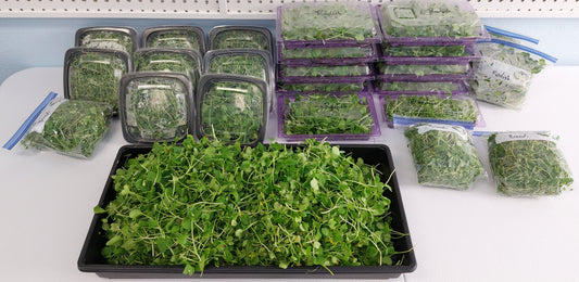 Why More Indoor Vertical Farms Should Grow Microgreens Hydroponically