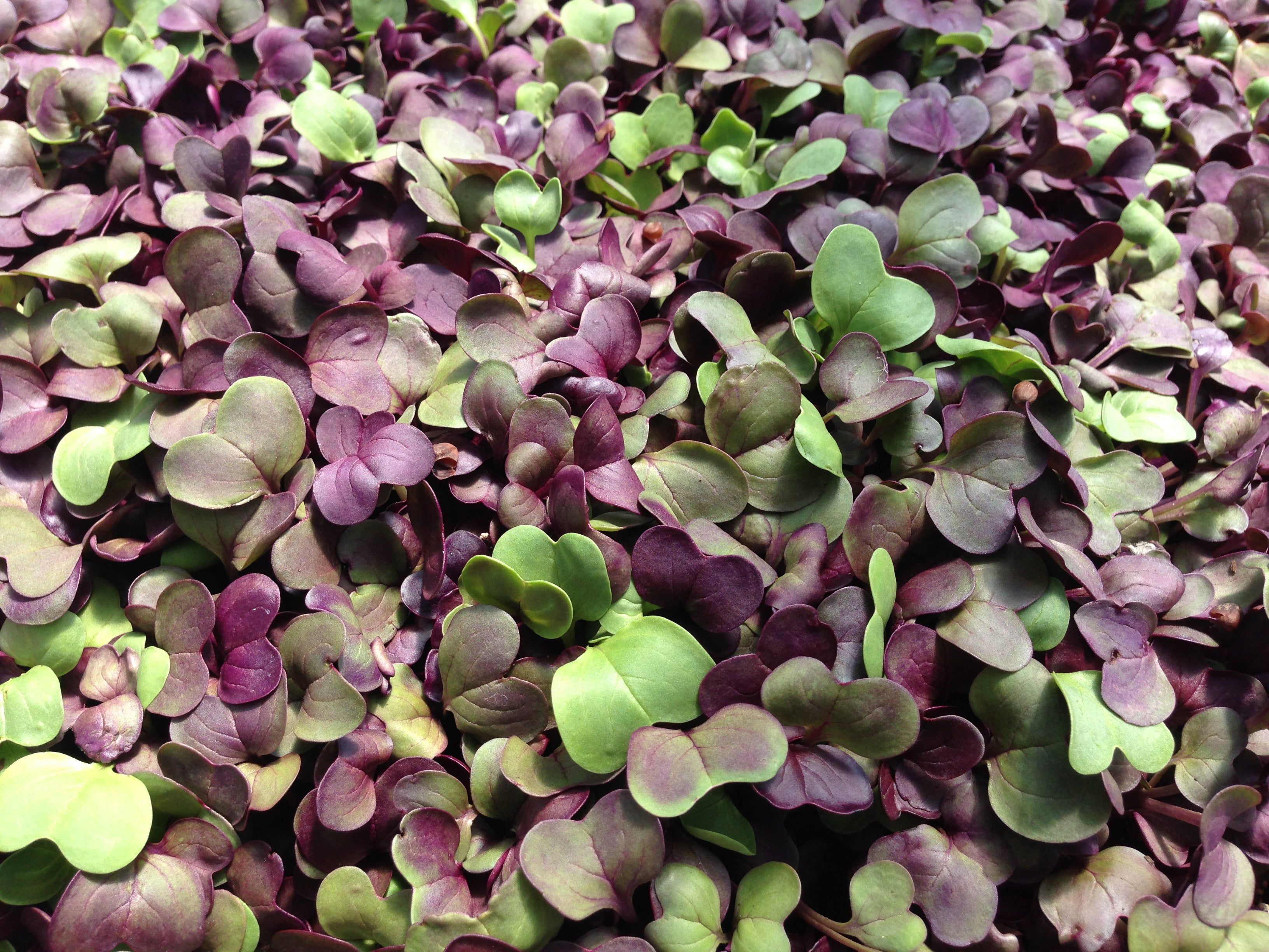 A Comprehensive Guide to Growing Microgreens on Hydroponic Farms – Re-Nuble