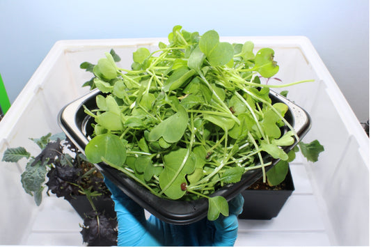 ReNu Terra Radish Microgreens