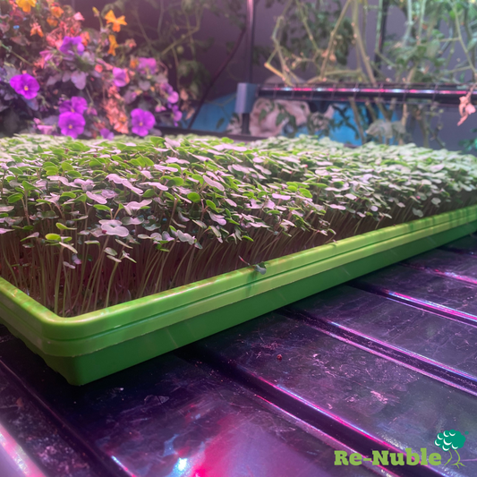 The Importance of Soaking Seeds for Successful Germination in Hydroponics