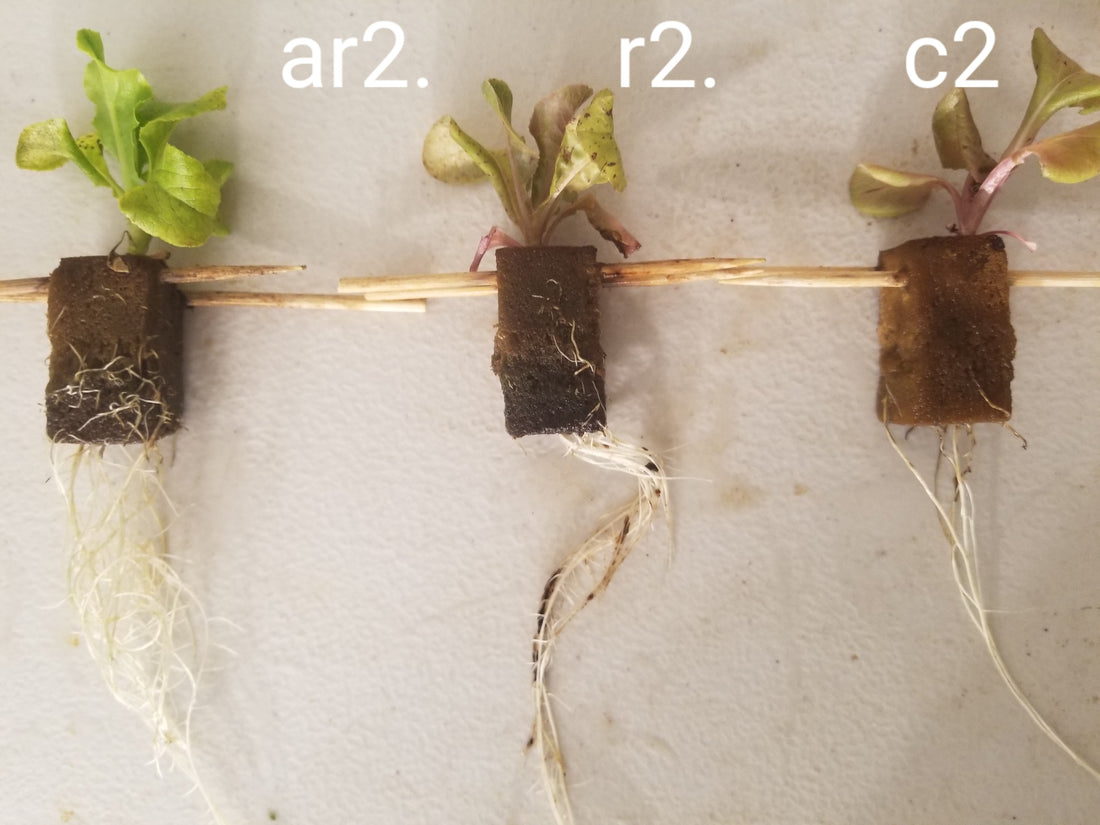 plant nitrogen cycle