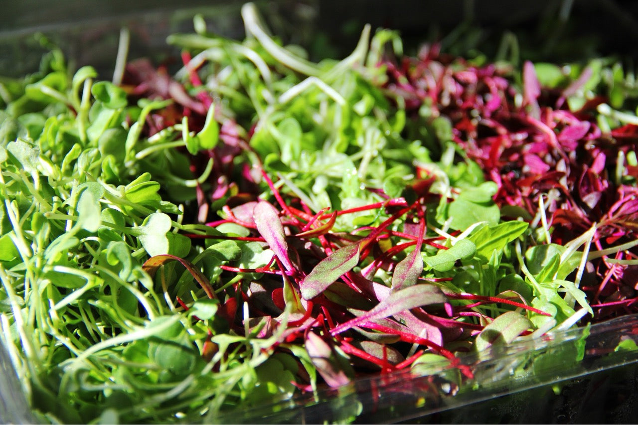 Cress Microgreens