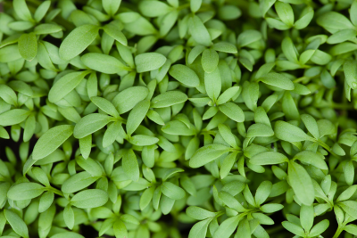 Cress microgreens