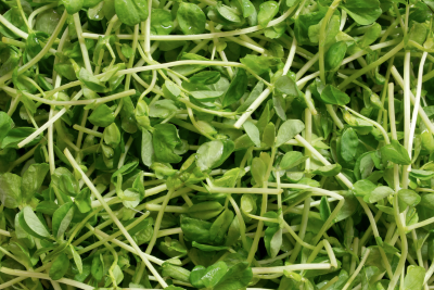 Pea shoots microgreens