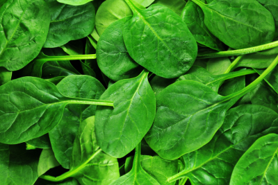 Spinach Crop